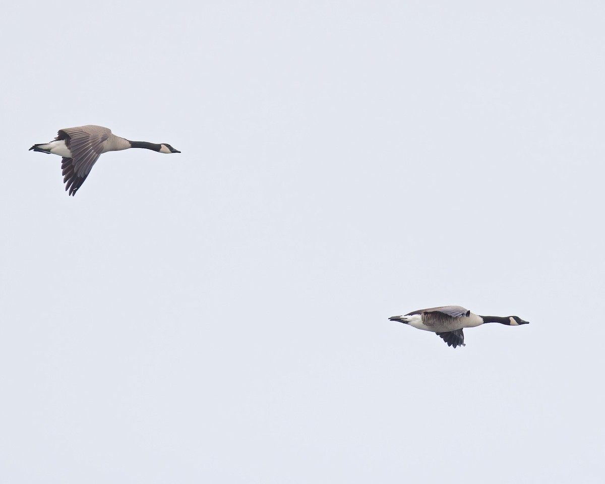 Канад галуу - ML647075385