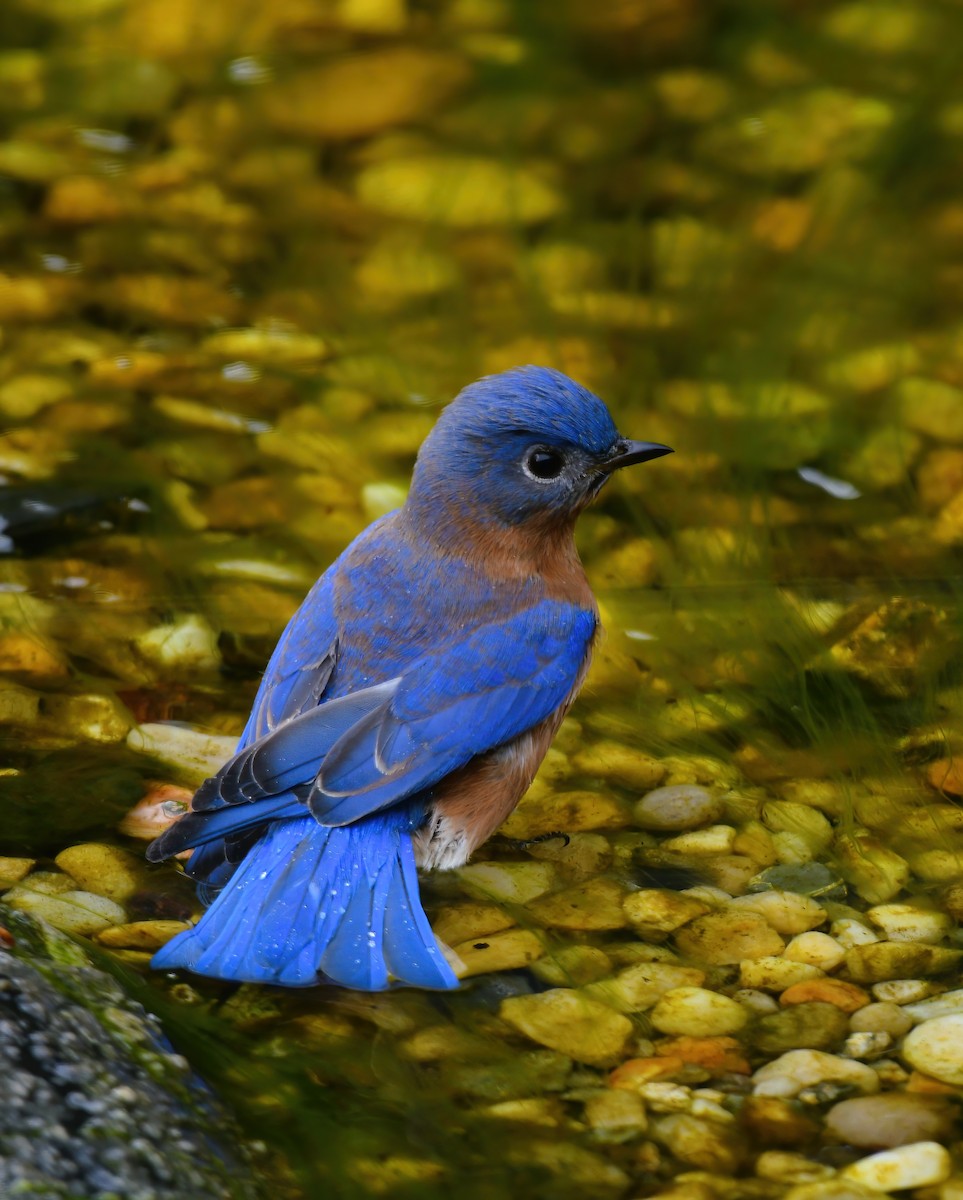 Eastern Bluebird - ML647075388