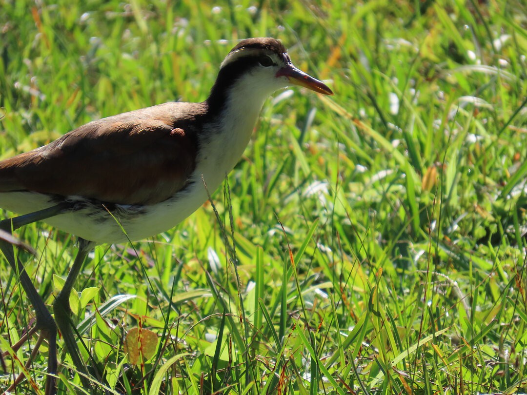 Wattled Jacana - ML647075389