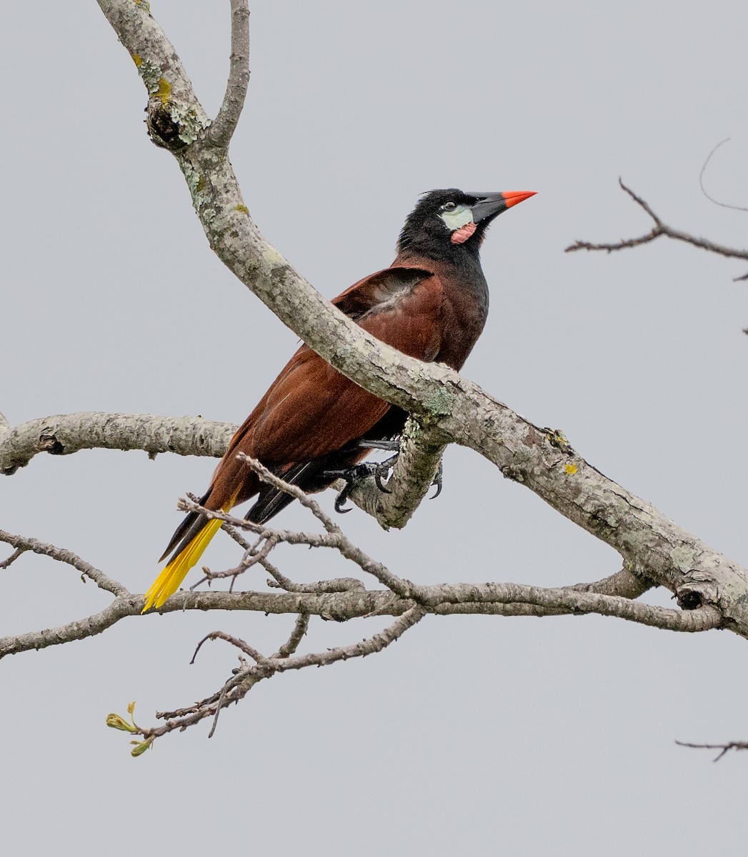 Montezuma Oropendola - ML647075390