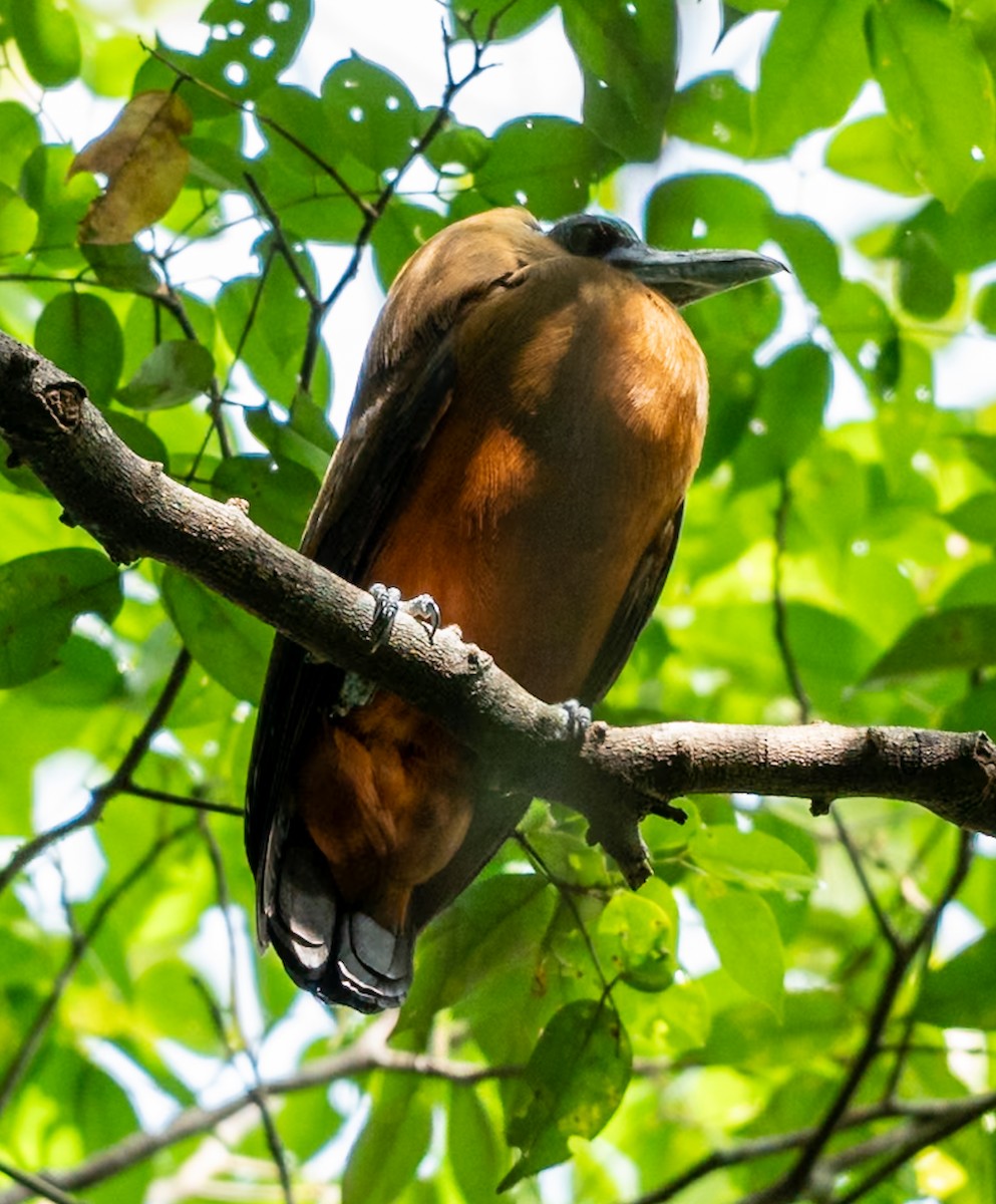 Capuchinbird - ML647075391