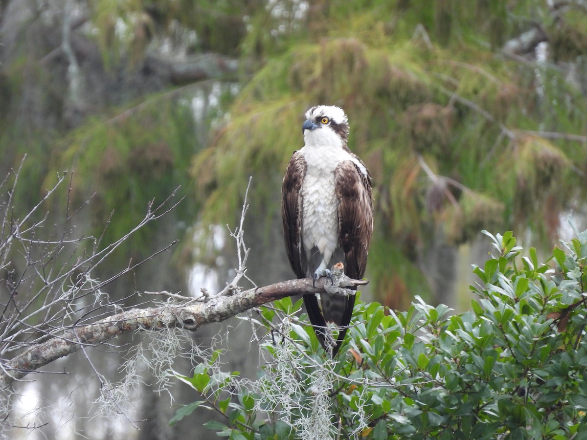 Загасч явлаг - ML647075392
