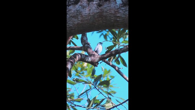 Black-crowned Tityra - ML647075393