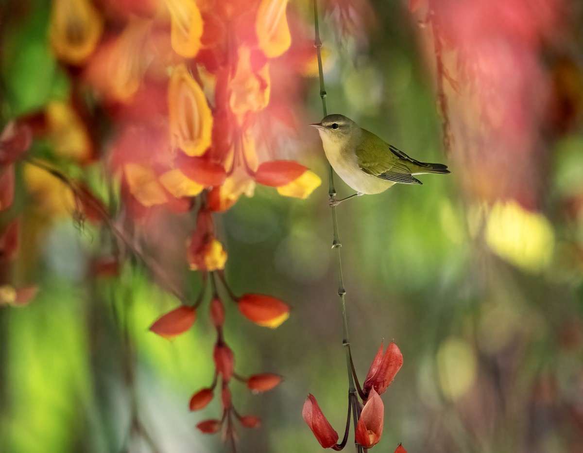 Tennessee Warbler - ML647075395