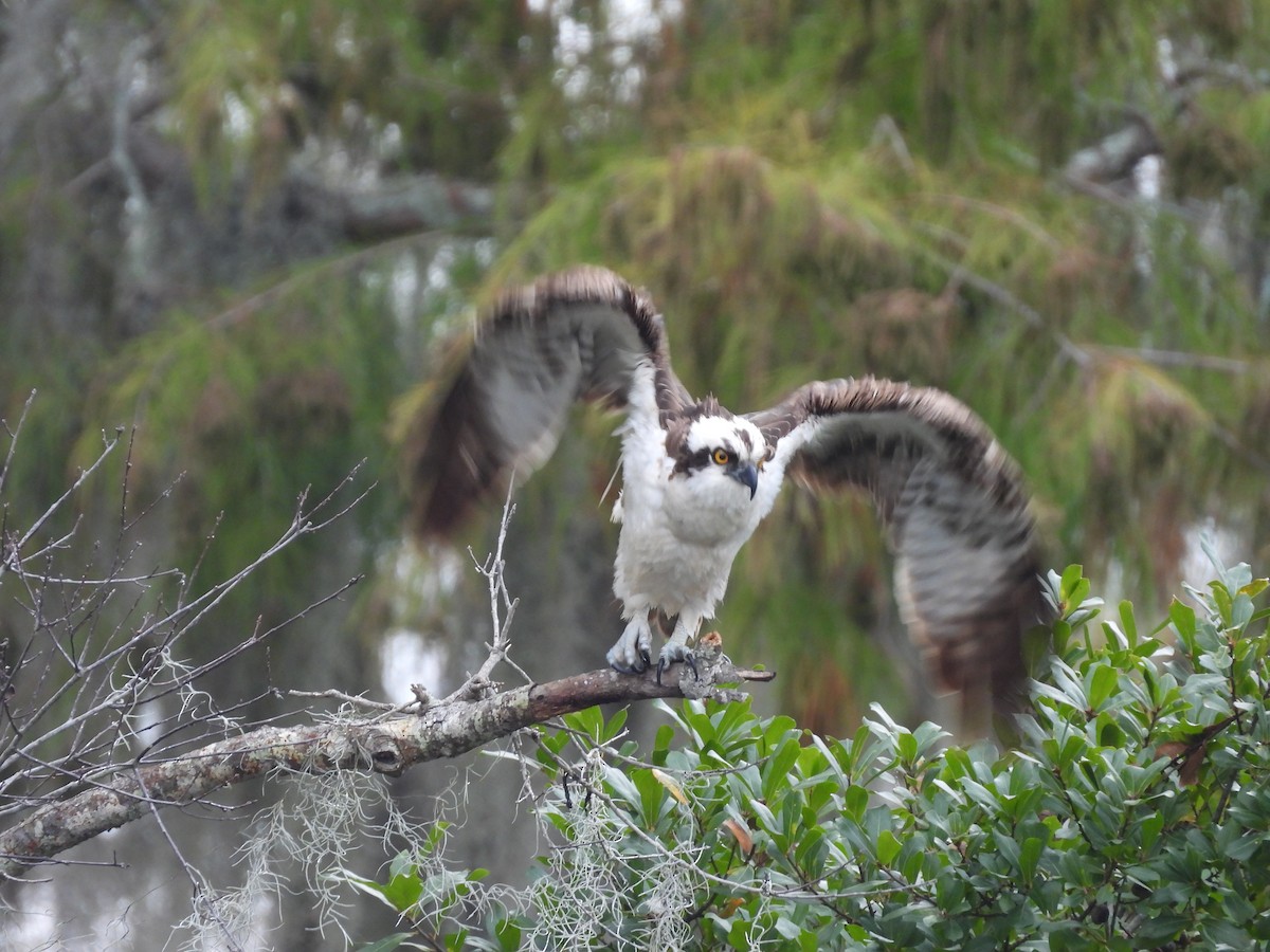 Загасч явлаг - ML647075396
