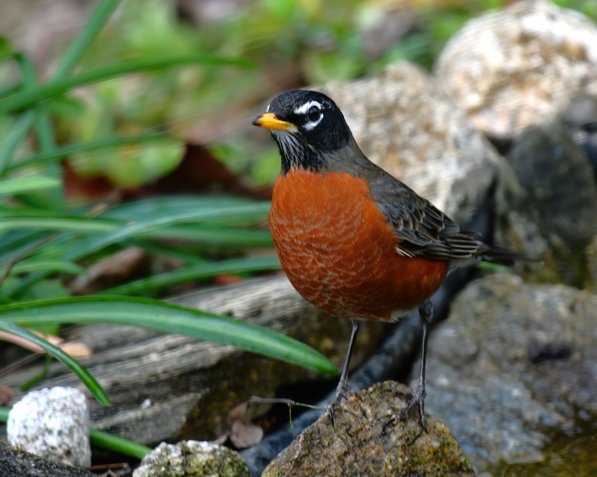 American Robin - ML647075397