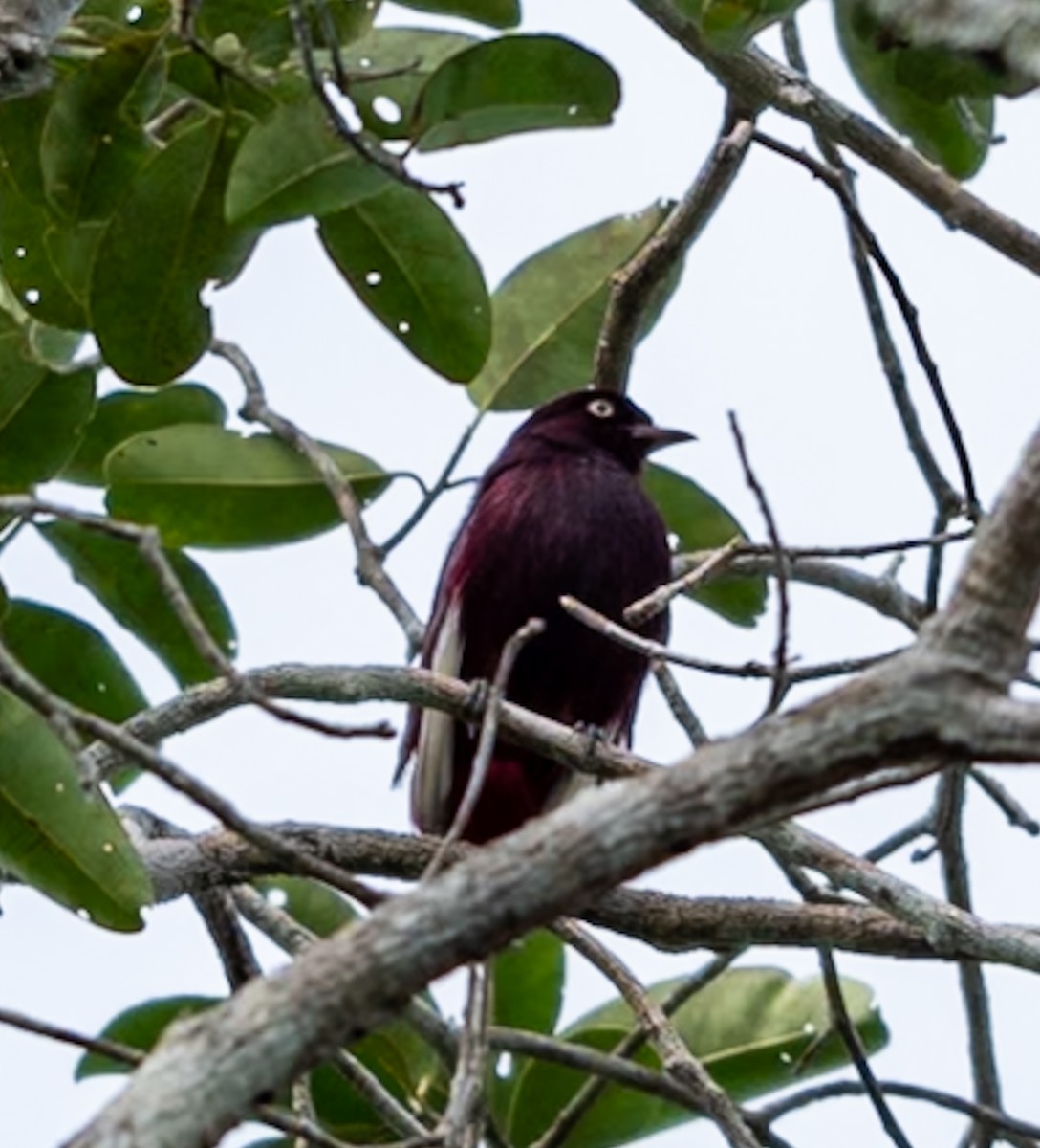 Pompadour Cotinga - ML647075398