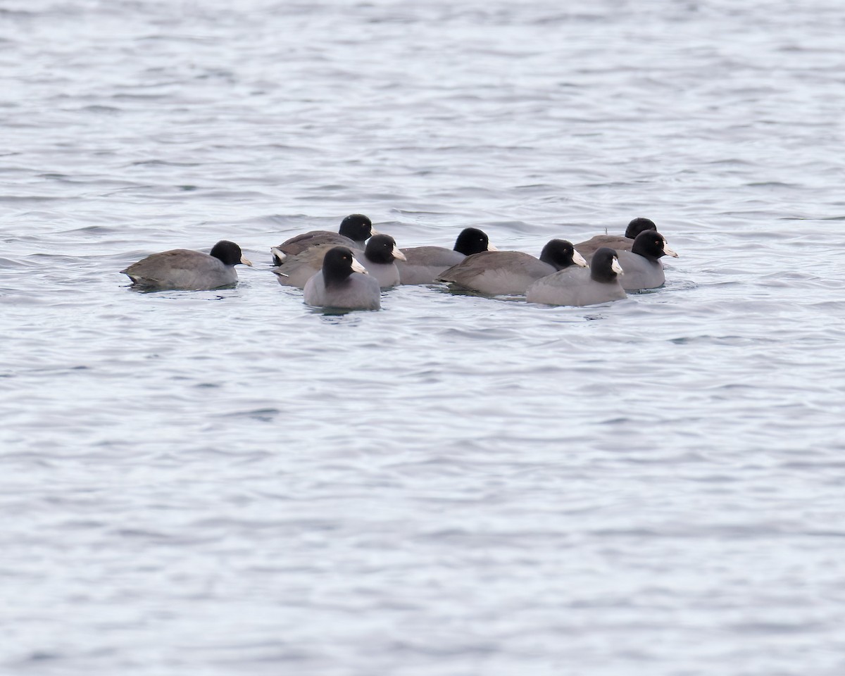 American Coot - ML647075399