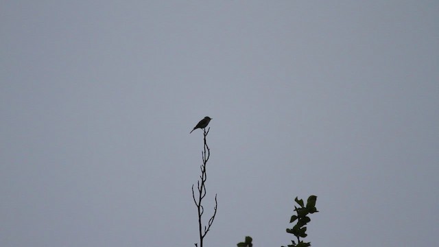 Luì verdastro - ML647075400