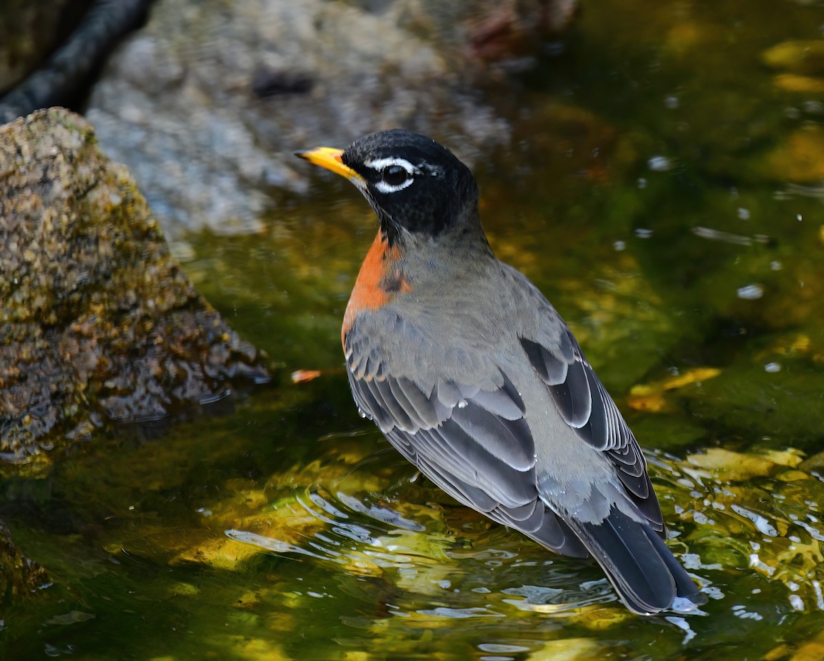 American Robin - ML647075401