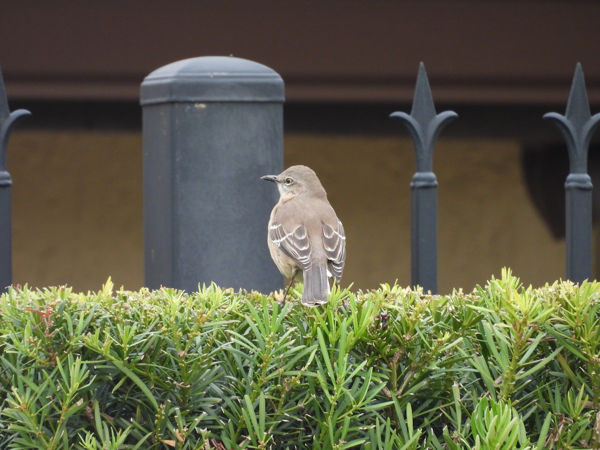 Northern Mockingbird - ML647075402