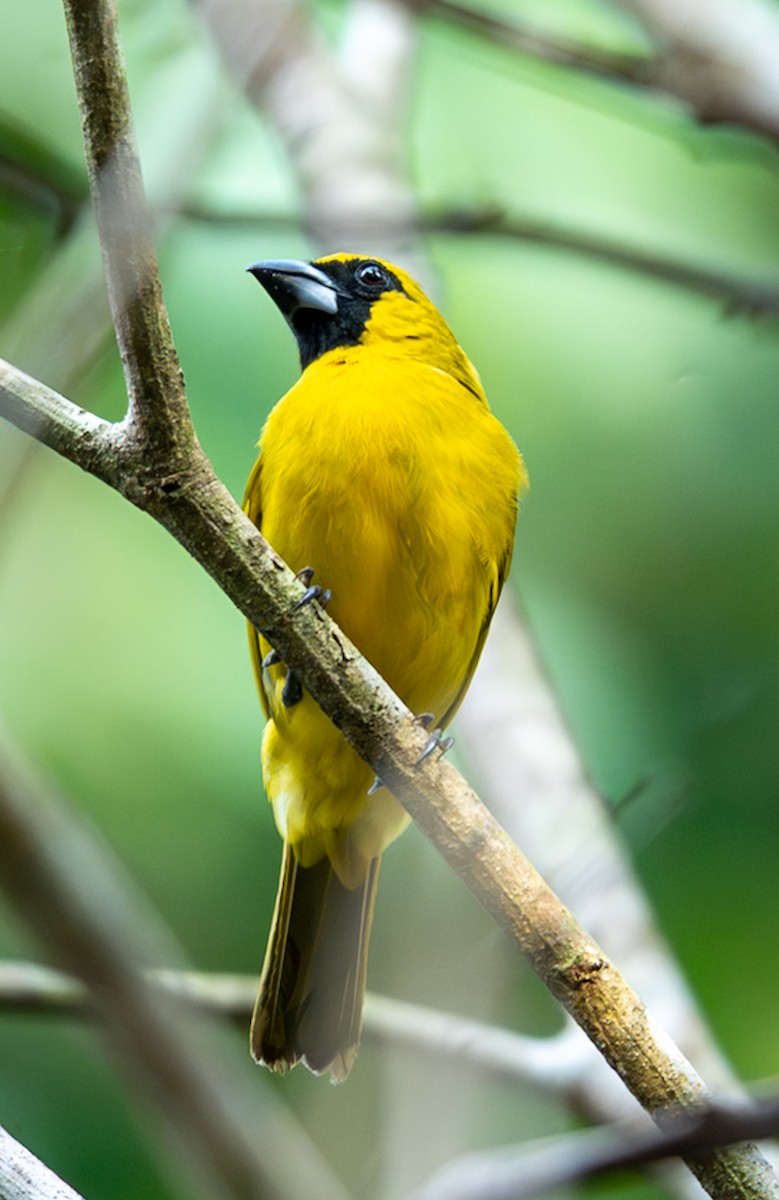 Yellow-green Grosbeak - ML647075403