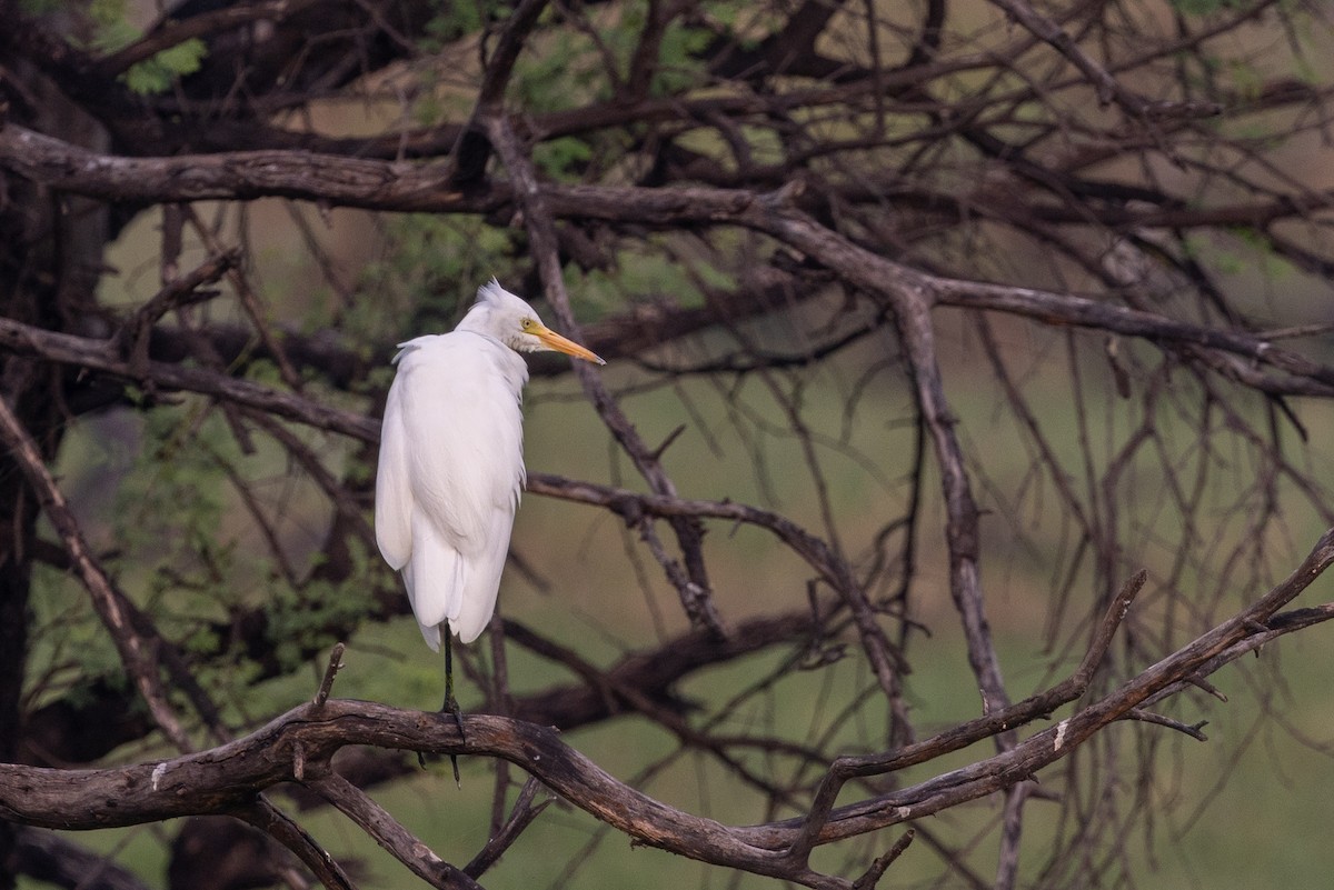 Бэсрэг дэглий - ML647075405