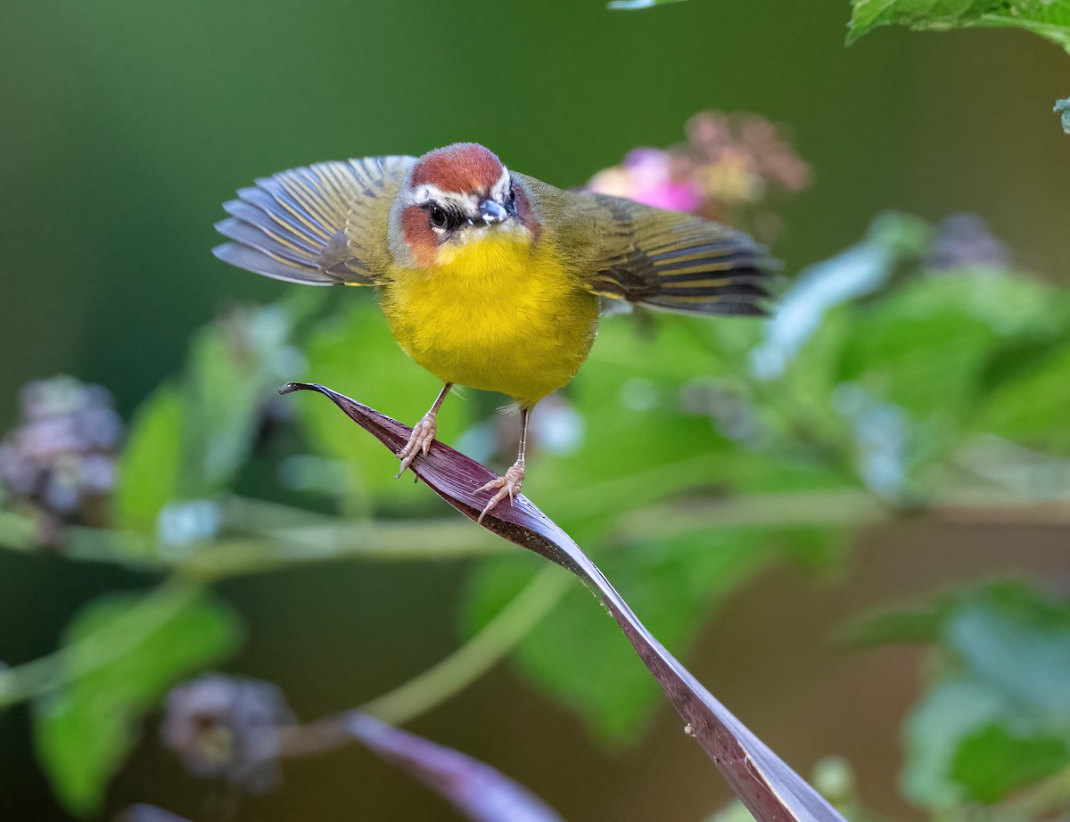 Chestnut-capped Warbler - ML647075406