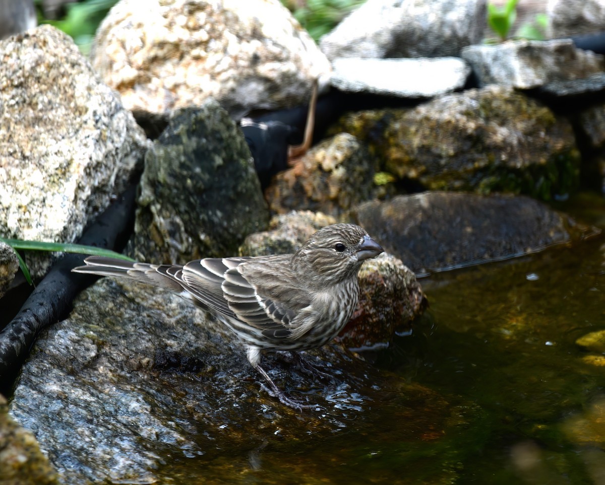 House Finch - ML647075410