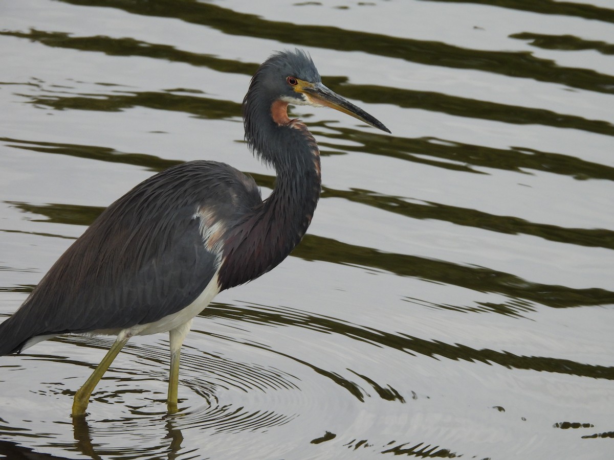 Tricolored Heron - ML647075411