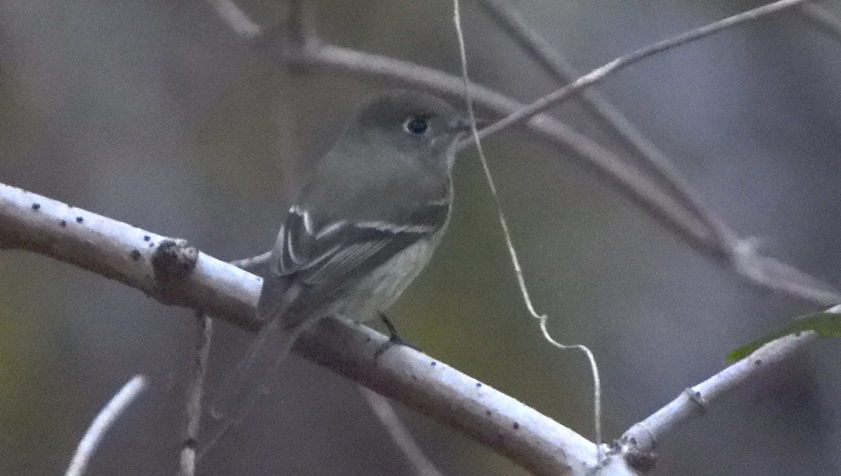 ハモンドメジロハエトリ - ML647075418