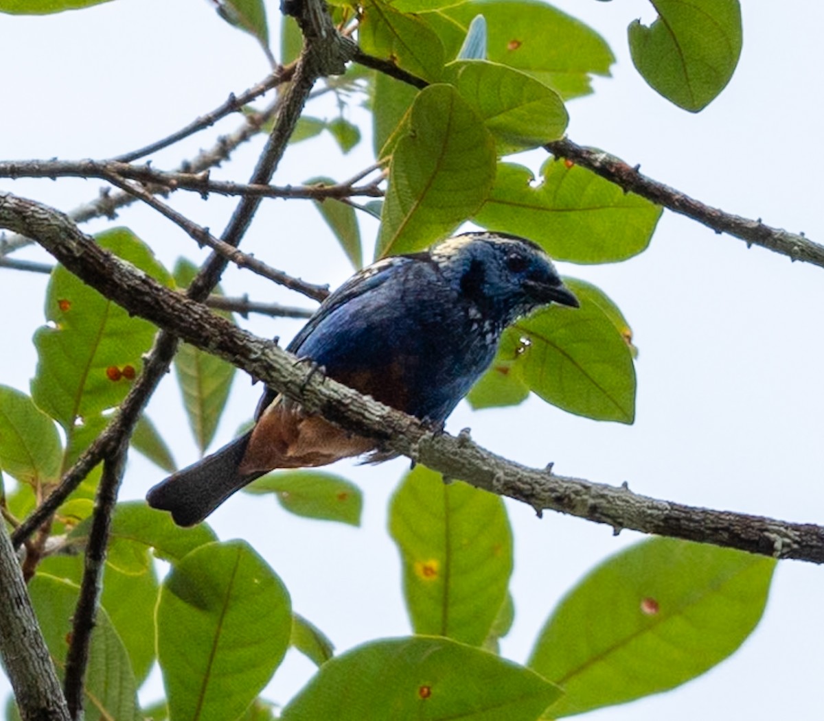 Opal-rumped Tanager - ML647075425