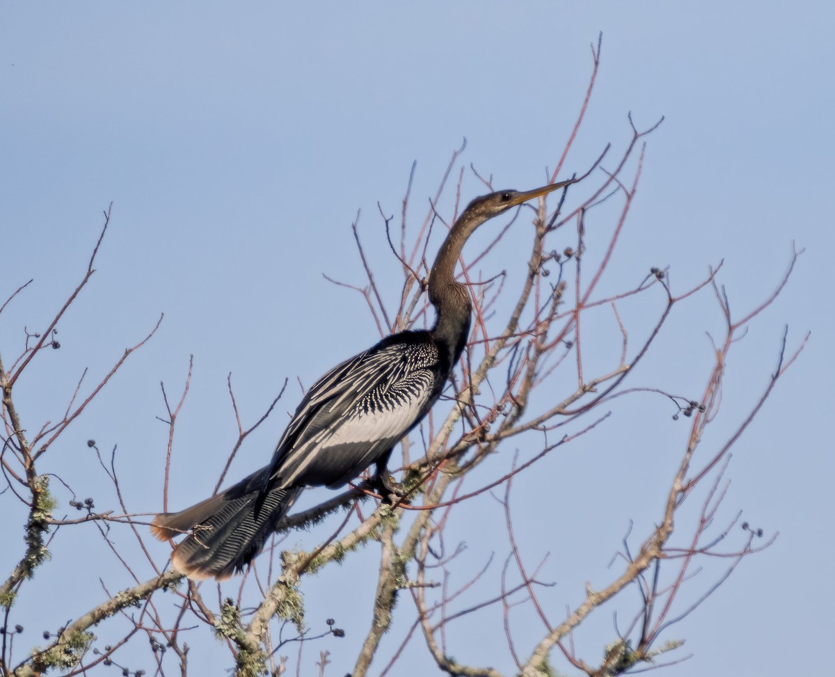 Anhinga - ML647075426