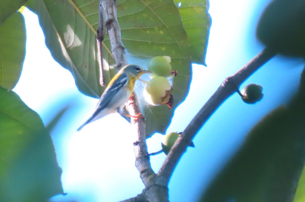 Northern Parula - ML647075430