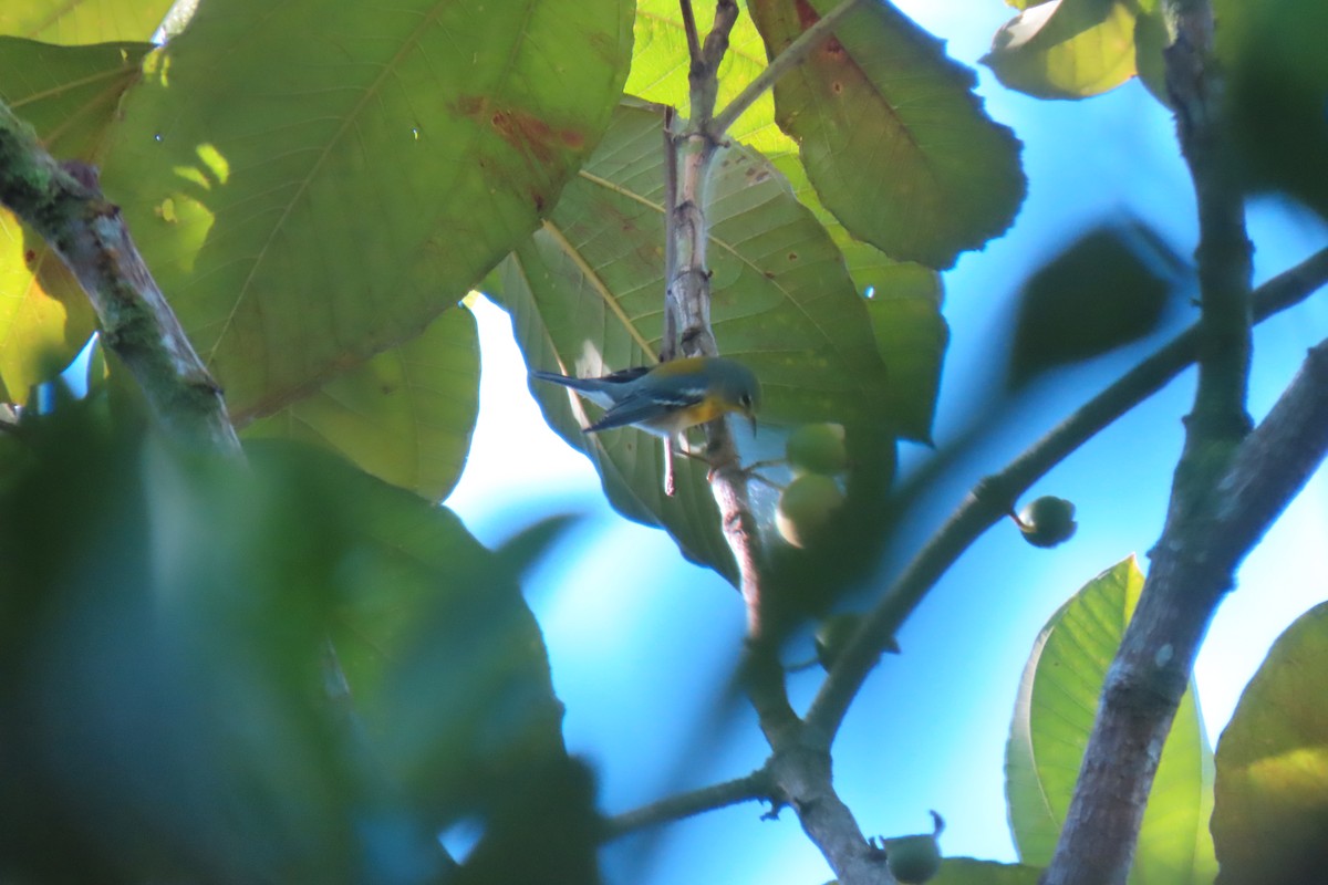 Northern Parula - ML647075431