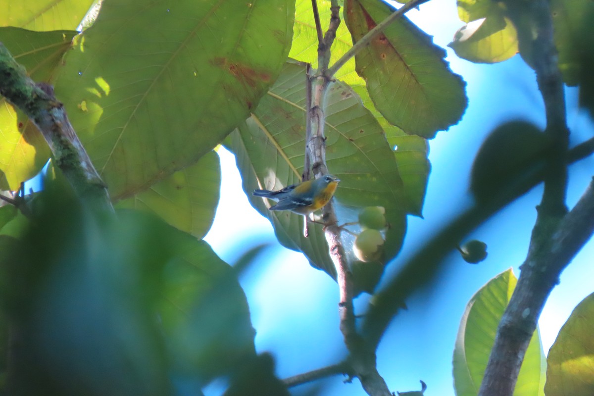 Northern Parula - ML647075432