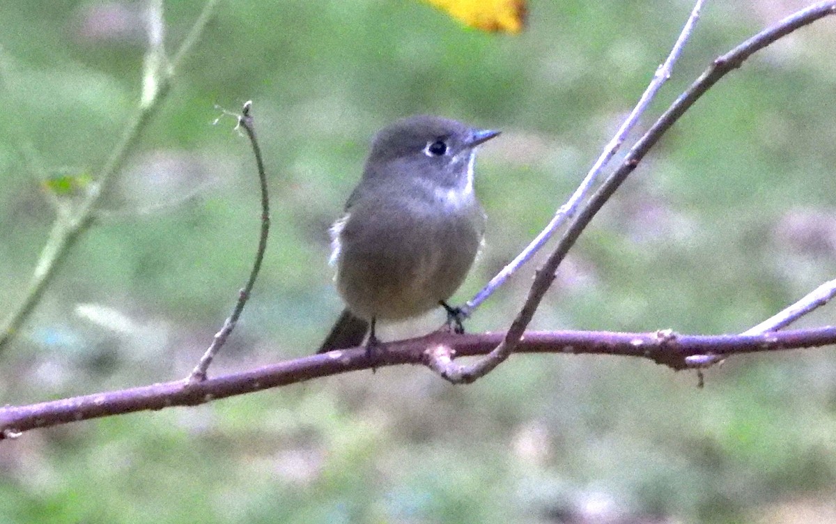 ハモンドメジロハエトリ - ML647075434