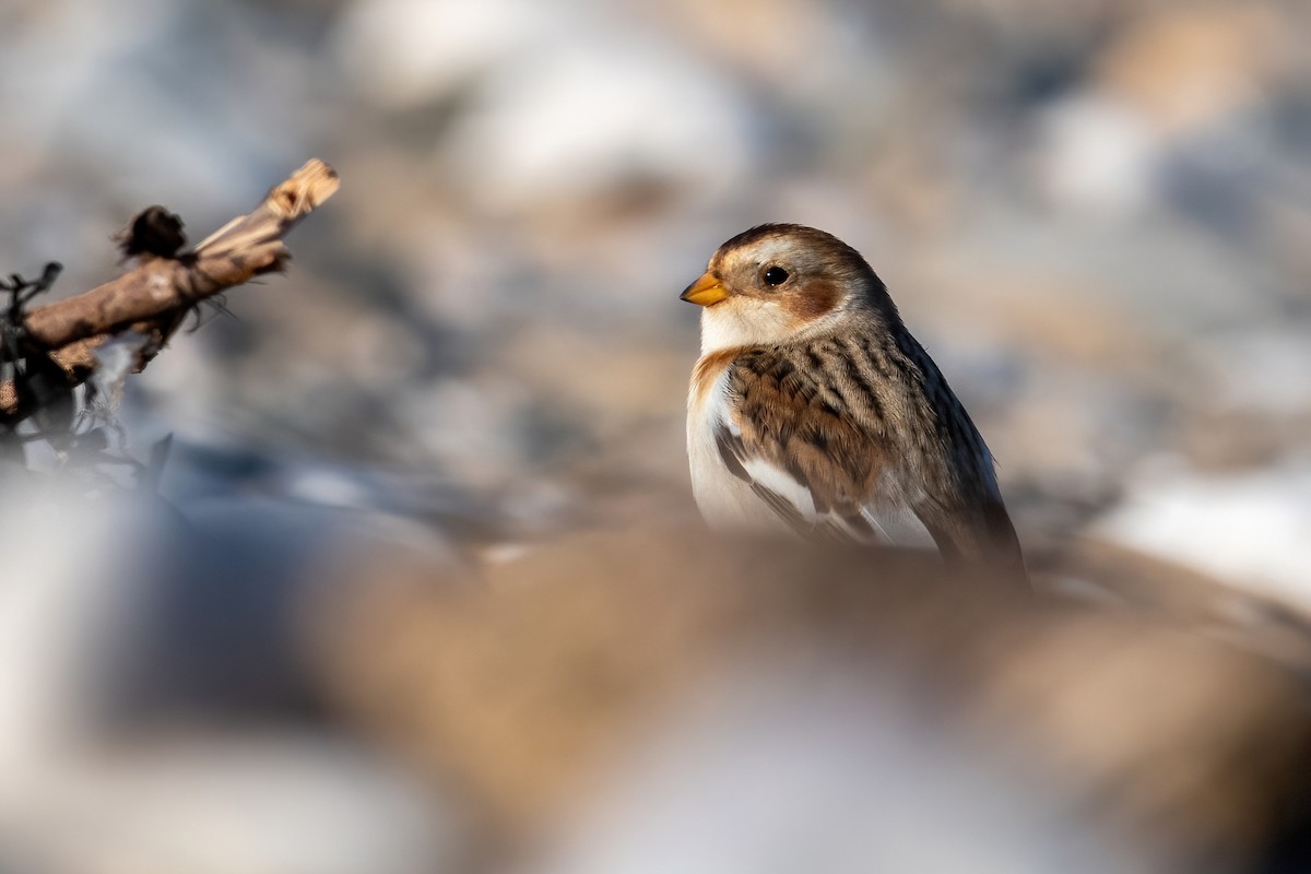 Snow Bunting - ML647075451