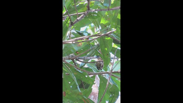 Olivaceous Piculet - ML647075452