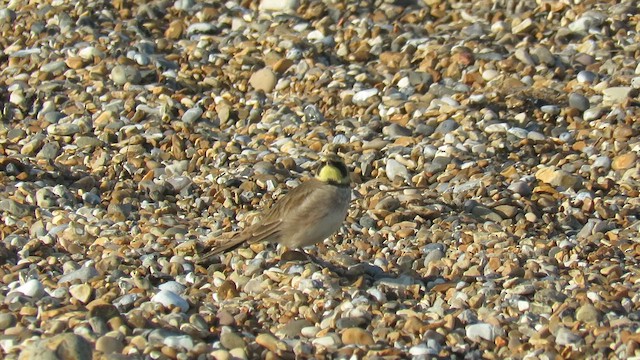 Allodola golagialla - ML647075453