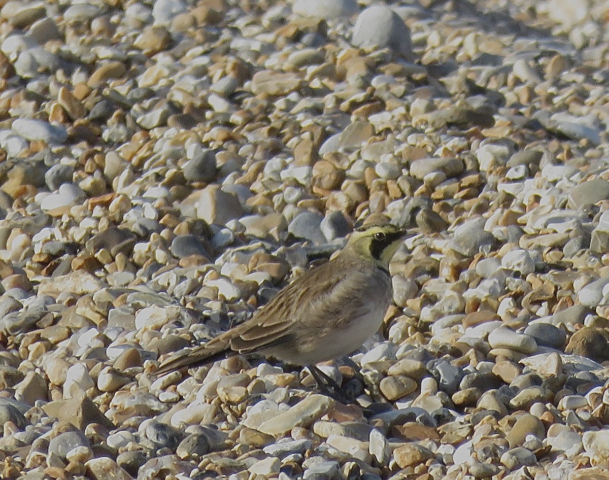 Horned Lark - ML647075454