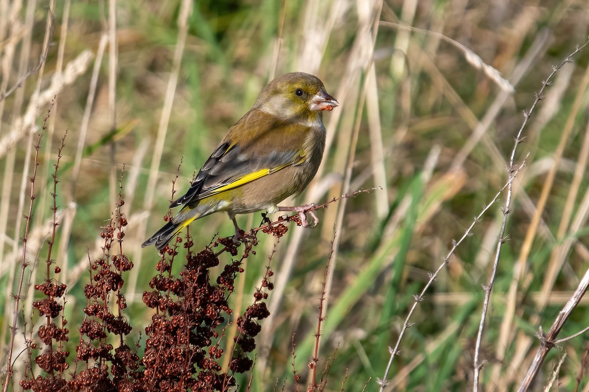 European Greenfinch - ML647075457