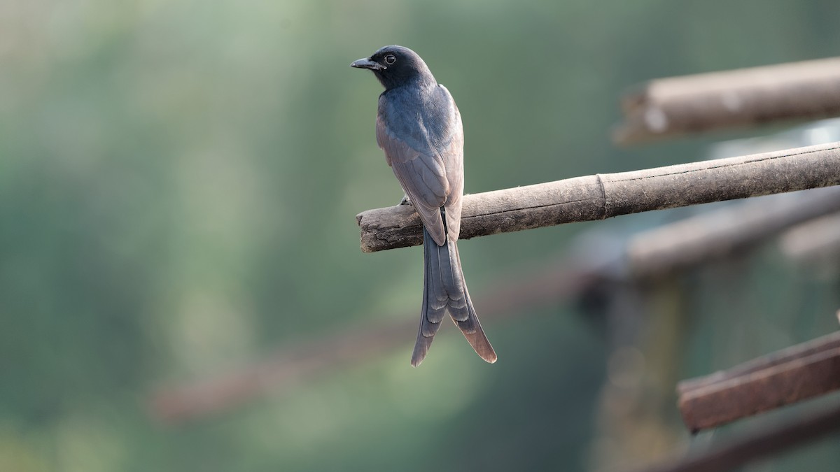 Black Drongo - ML647075458