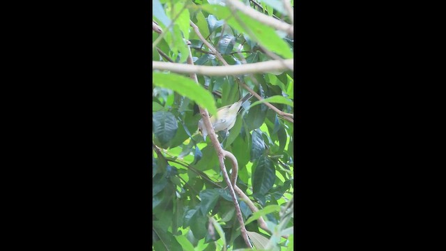 White-eyed Vireo - ML647075459