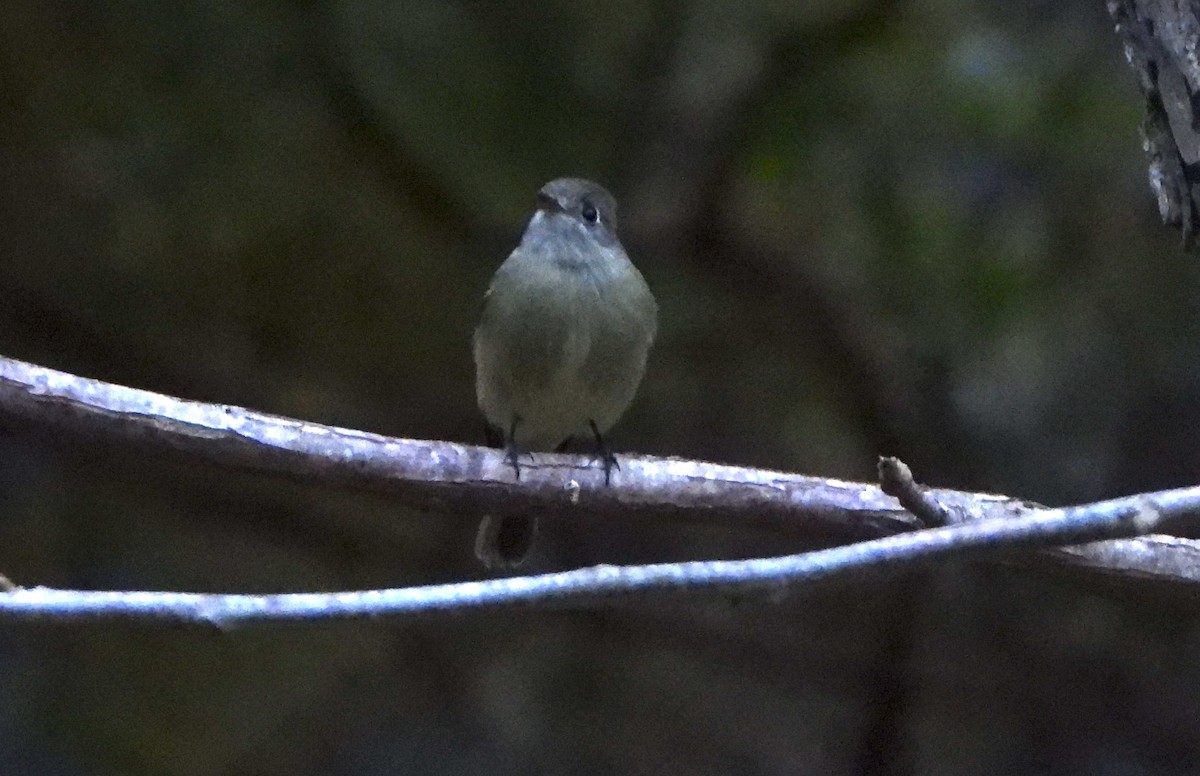 ハモンドメジロハエトリ - ML647075463