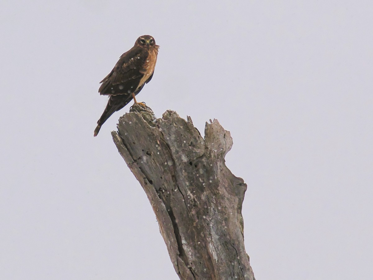 Лунь американський - ML647075464