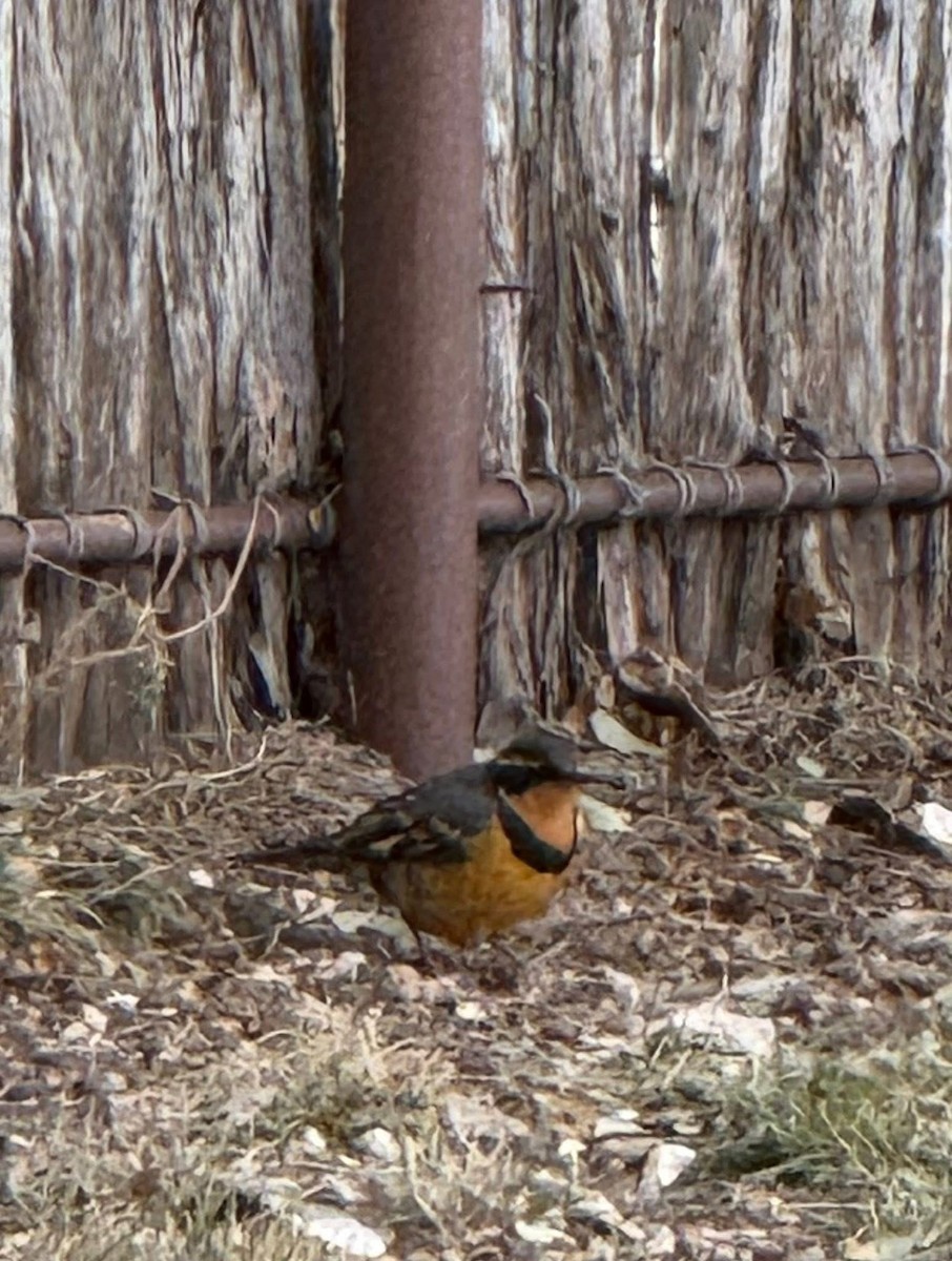 Varied Thrush - ML647075466