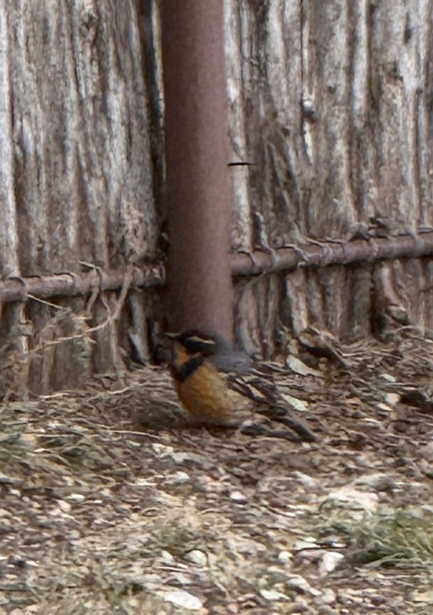 Varied Thrush - ML647075467