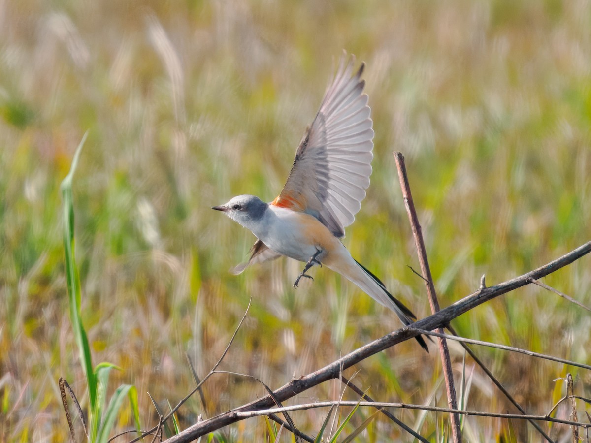 Scissor-tailed Flycatcher - ML647075488
