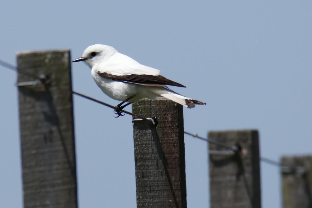 White Monjita - ML647075495