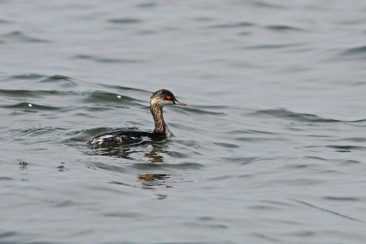 Eared Grebe - ML647075499