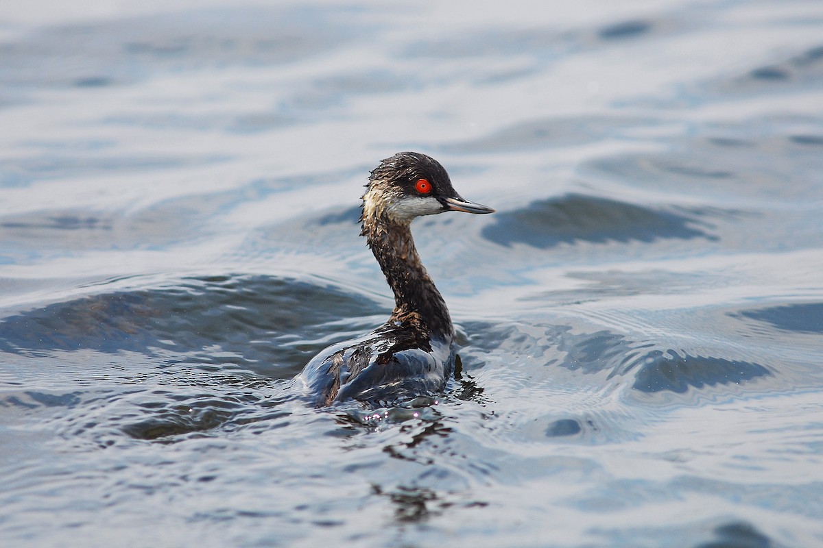 Eared Grebe - ML647075500