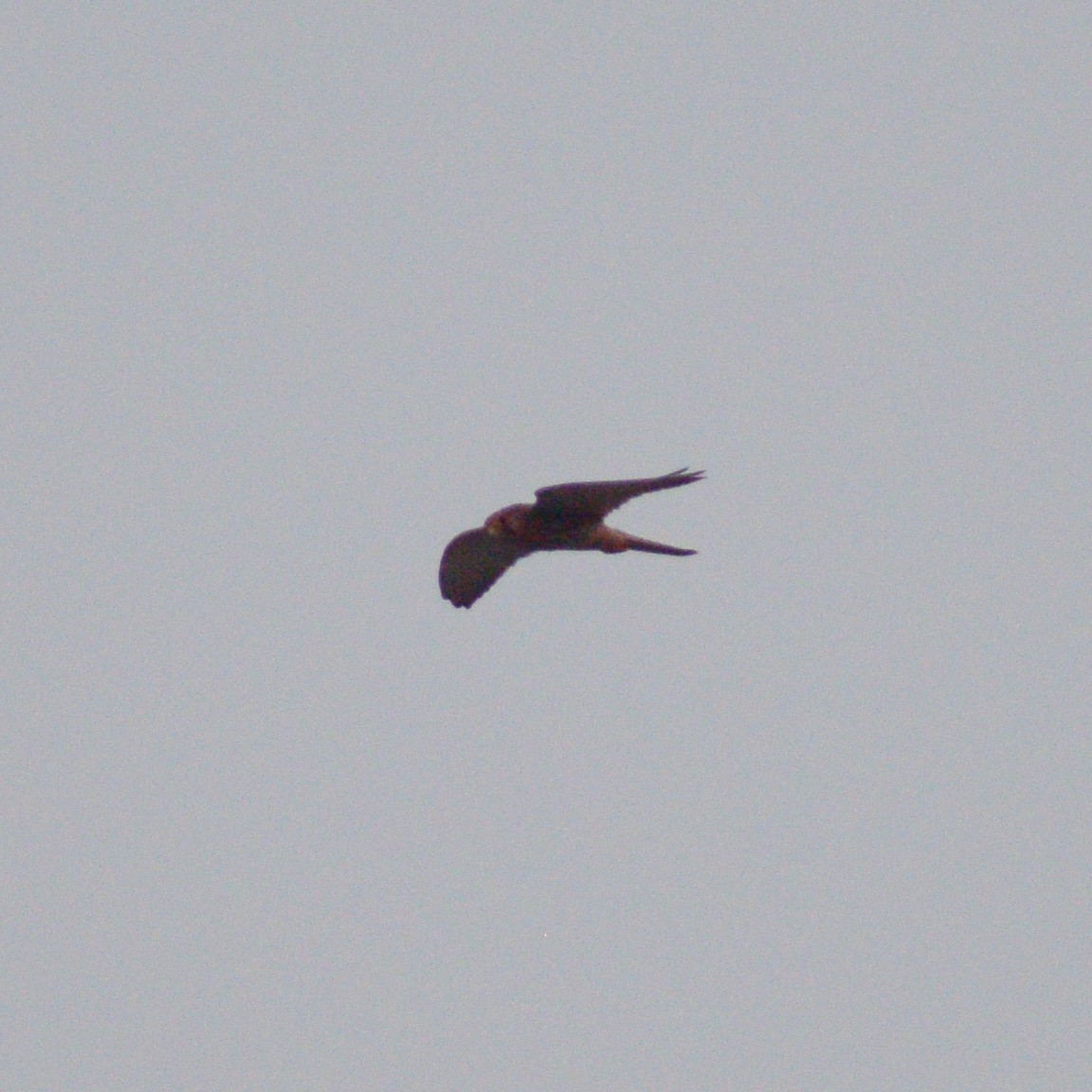 Eurasian Kestrel - ML647075502
