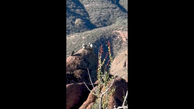 California Condor - ML647075507