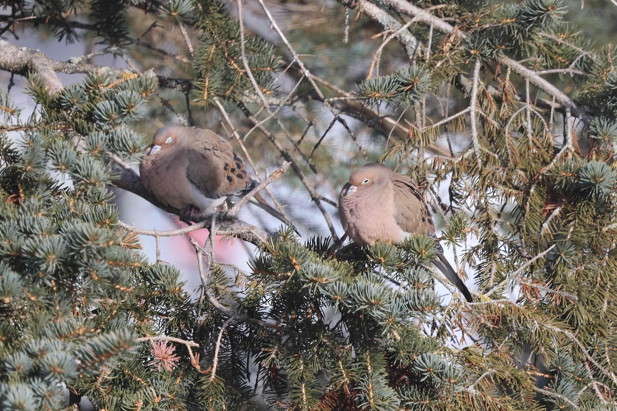 Mourning Dove - ML647075514
