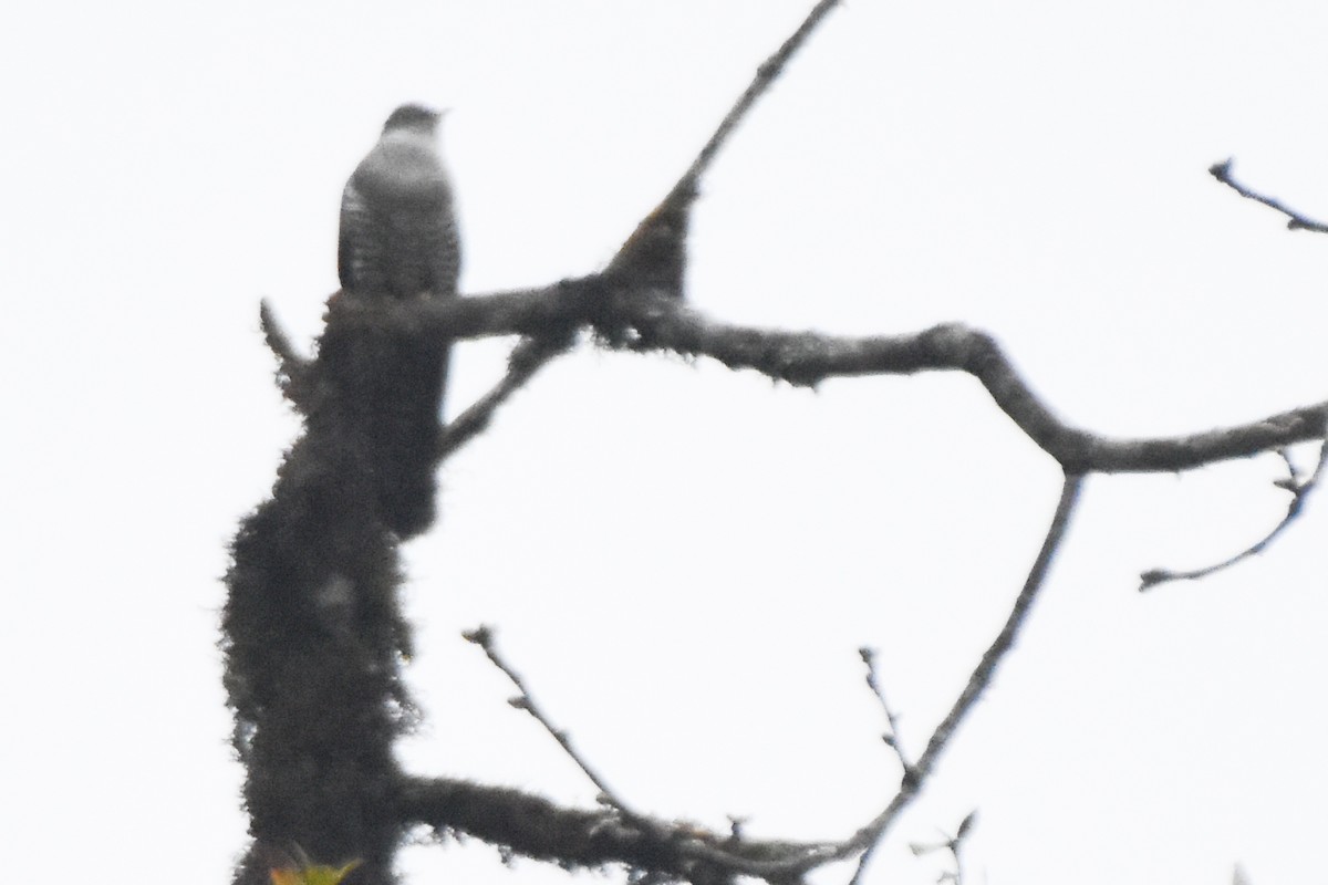 orientgjøk - ML647075517