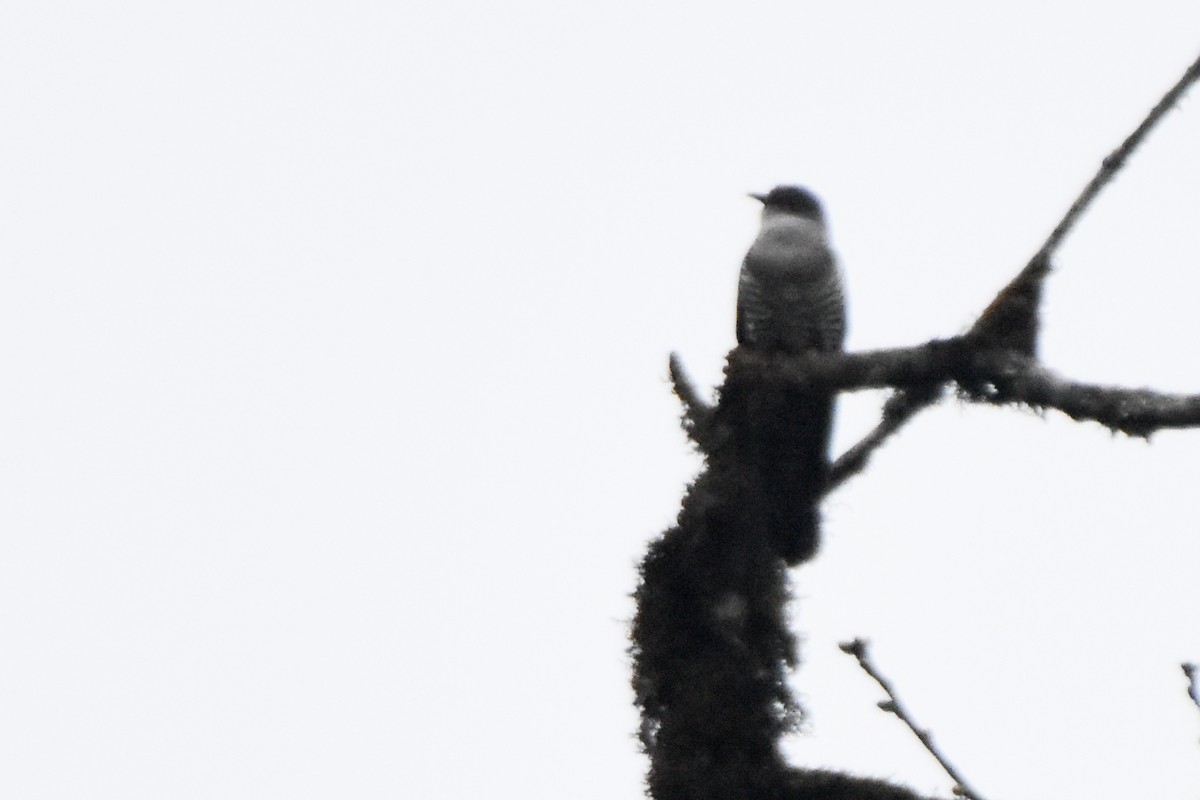 orientgjøk - ML647075518