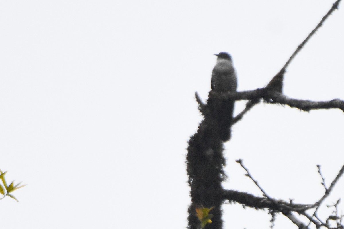 orientgjøk - ML647075519