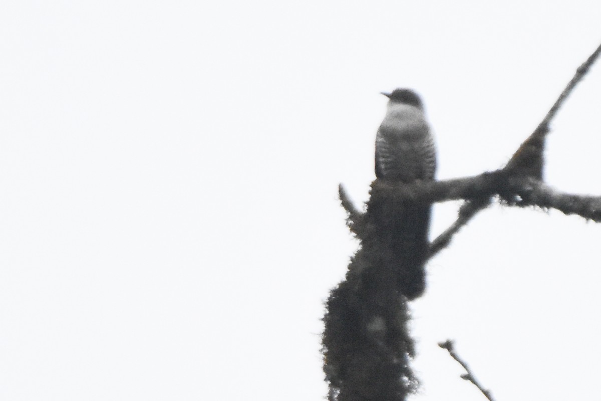 orientgjøk - ML647075520