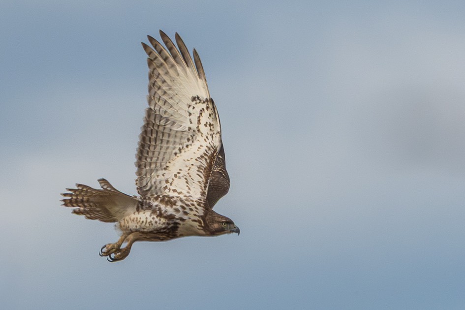 Red-tailed Hawk - ML647075524